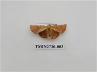 藏品(尺蛾285)的圖片
